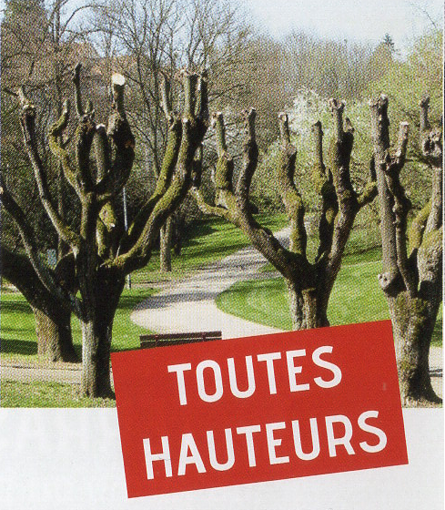 Elagage toutes hauteurs