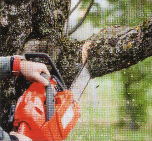 Elagage avec tronçonneuse