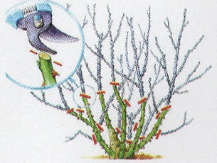 Taille arbuste détaillée